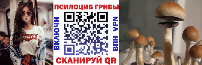 где продают   Хабаровск  darknet наркотические препараты  Галлюциногенные грибы Magic Shrooms 
